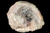 Leonaspis Trilobite Covered In Micro Fossils #131290-1